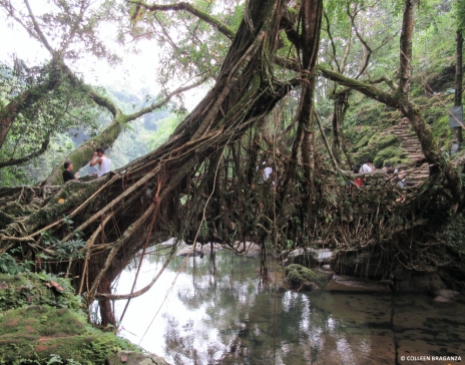 The living root bridge near Riwai village is broader and sturdier than the one at Nongriat. However, it's crawling with tourists because it's easily accessible. I would suggest travellers spend the night at the nearby Mawlynnong village, marketed as Asia's cleanest, and walk down here first thing in the morning if you want to miss the tourist rush.