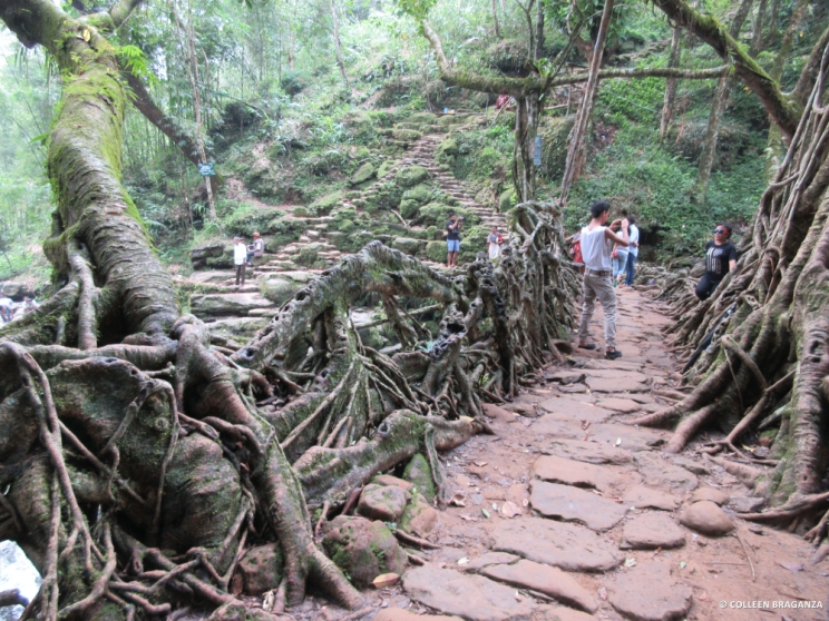 The broad living root bridge at Riwai village can easily support the weight of some 50 people. The one at Nongriat isn't as wide.