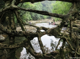 Such a web of roots at the bridge near Riwai.