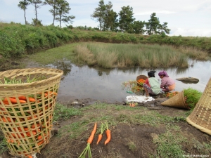 Women wash picture-book carrots in rainwater gathered at a crater on Diengiei peak, 50 km from Shillong. This is where Khasis believe the monstrous tree Diengiei is believed to have stood. 